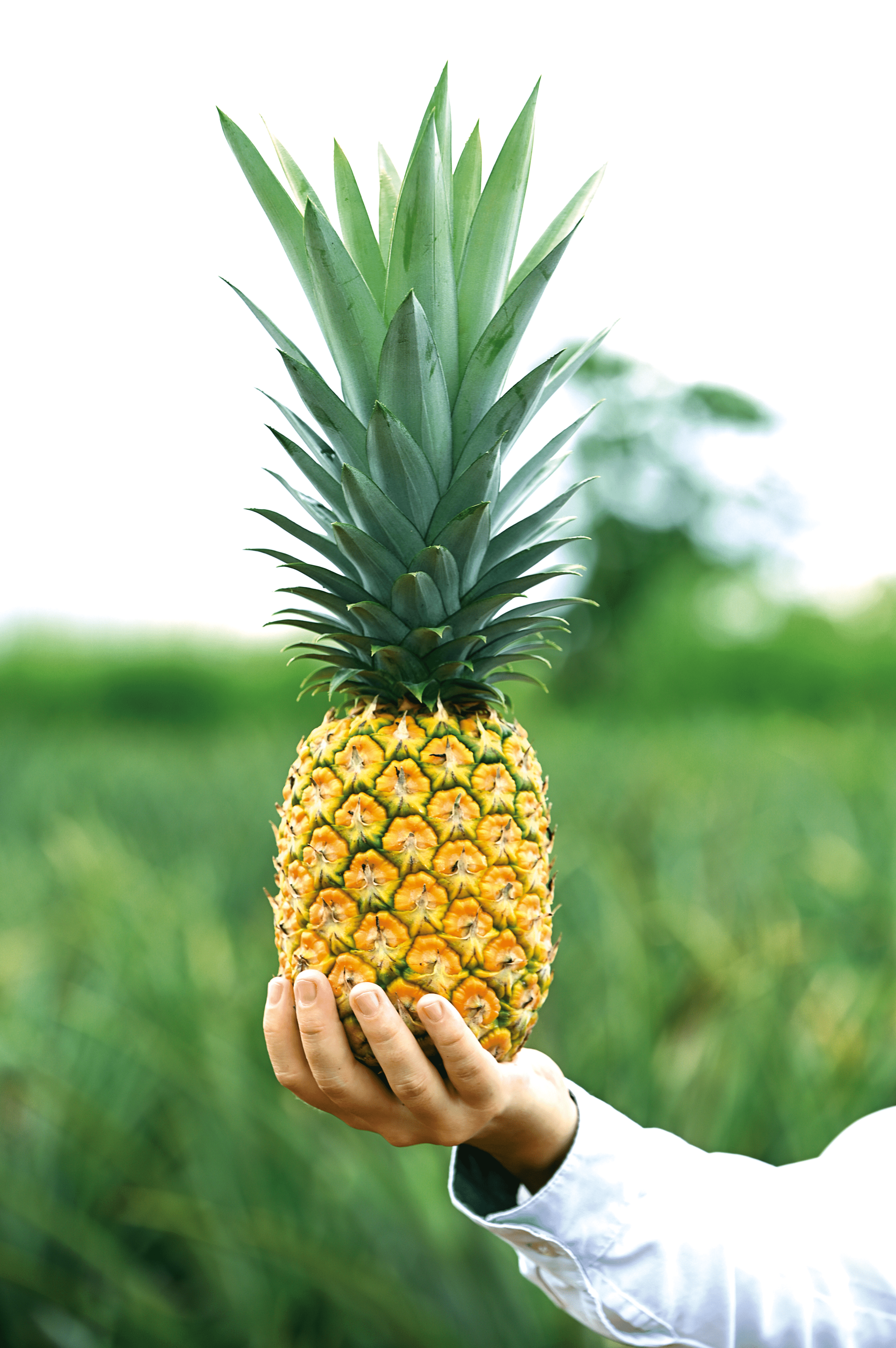 152518_Ananas_5kg